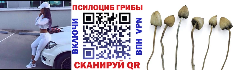 как найти закладки  Кологрив  Псилоцибиновые грибы ЛСД 